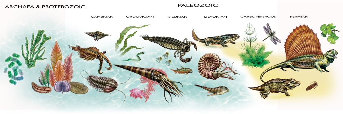 Paleontologická osa zobrazující vývoj života.