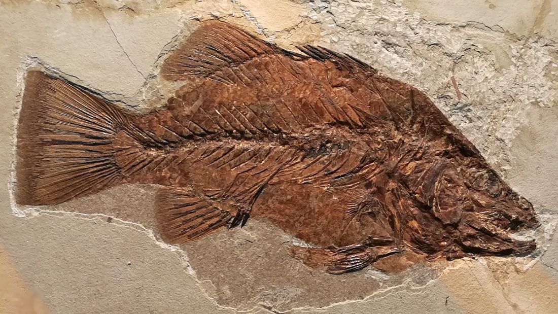 Paleontologie – fosilie pravěké ryby.