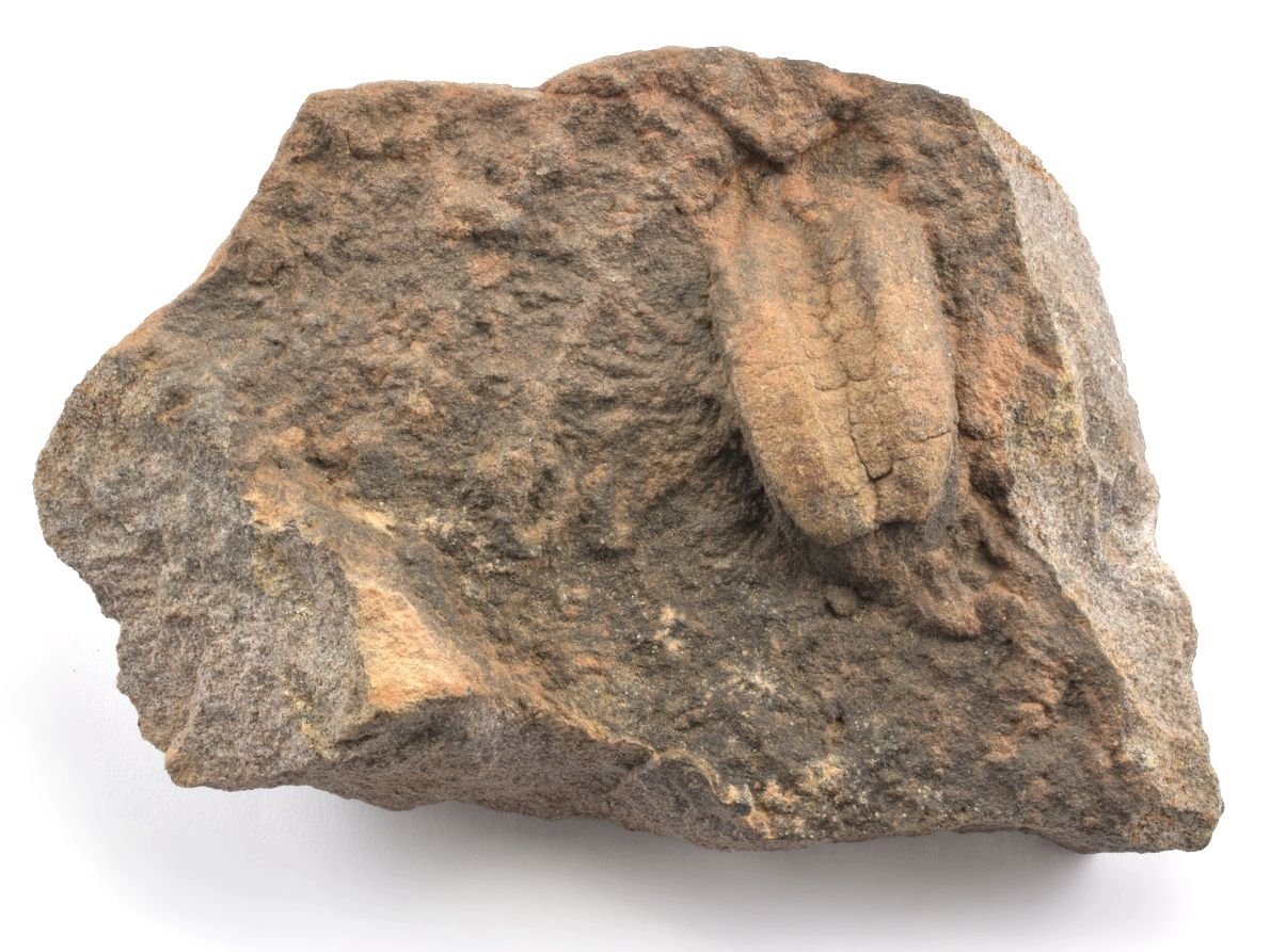 Ichnofosilie Rusophycus zachycující stopy trilobita či jiného bezobratlého.