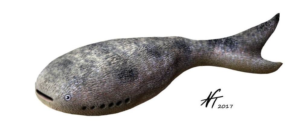 Archipelepis_NT-silur