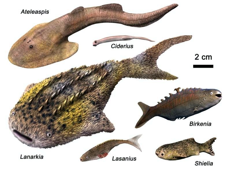 Wenlock_Fish_Scotland_NT-silur