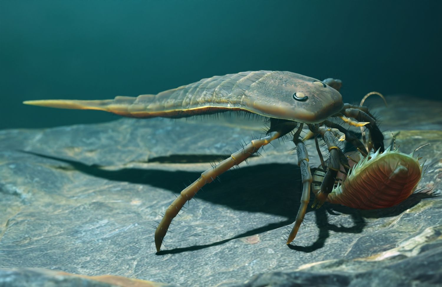 eurypterid-morsky-stir