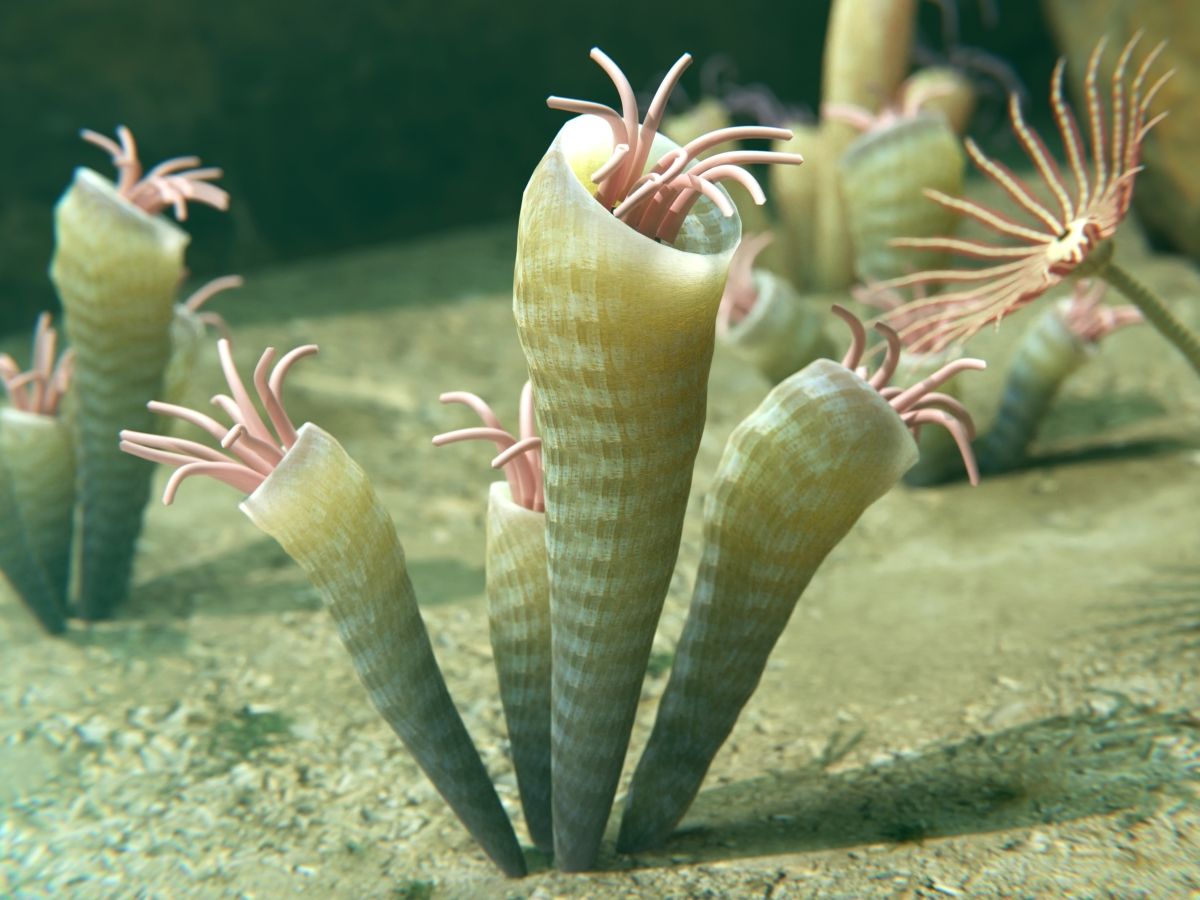 horn-koral-rugosa-silur