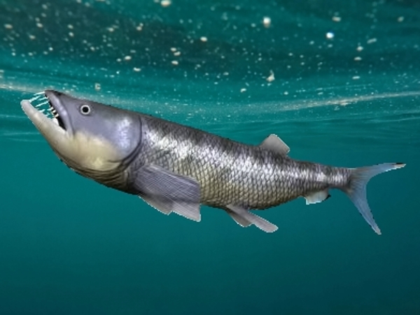 Ilustrace vyhynulé ryby Enchodus libycus z křídových moří se šavlovitými zuby.