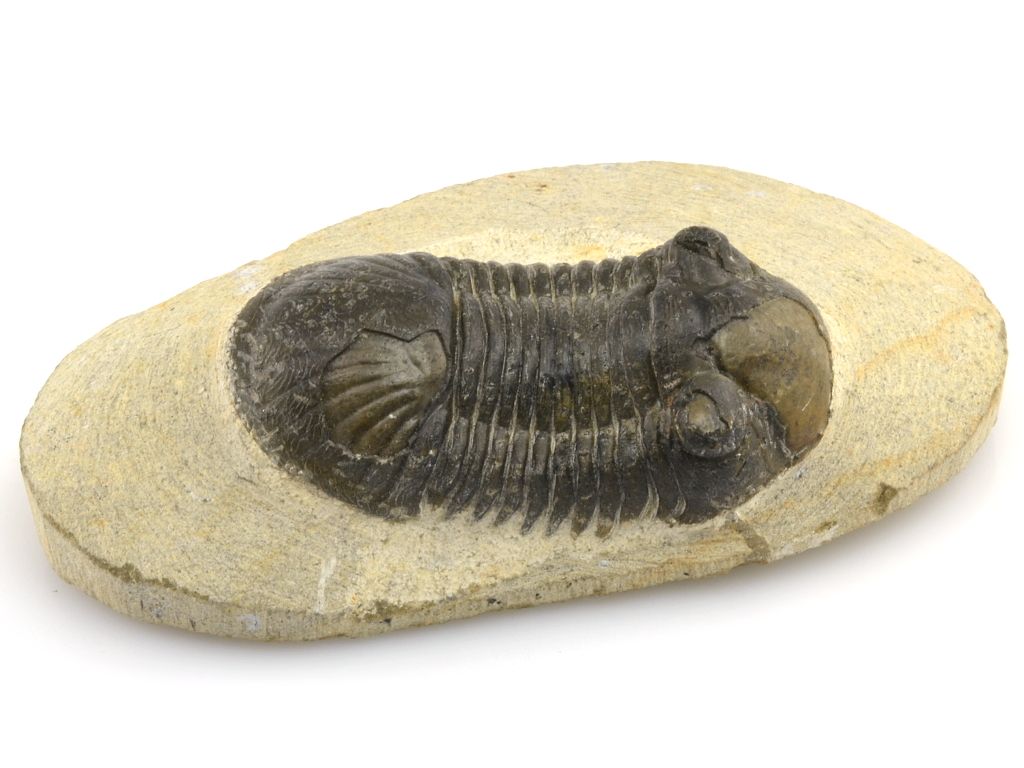 trilobit-Paralejurus-1