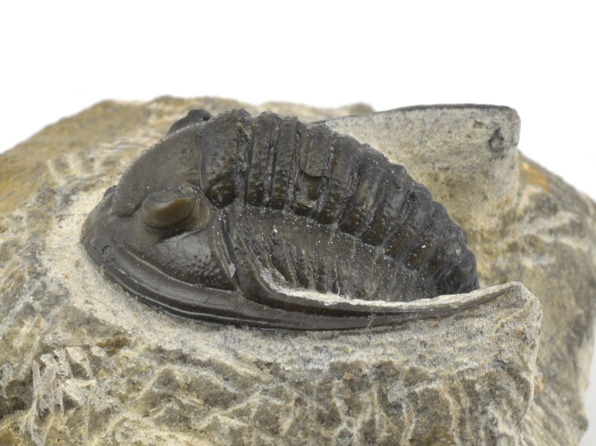 Fosilie trilobita Cornuproetus z řádu Proetida s detailně zachovaným krunýřem.