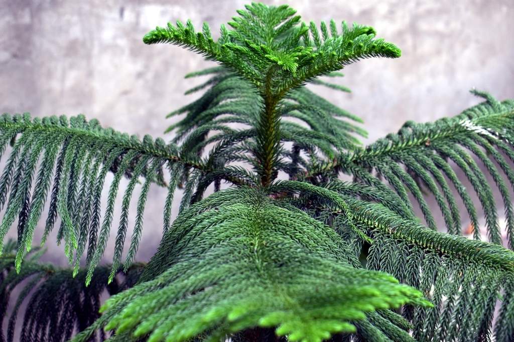 Živoucí fosilie, rostliny - blahočety Araucaria heterophylla 