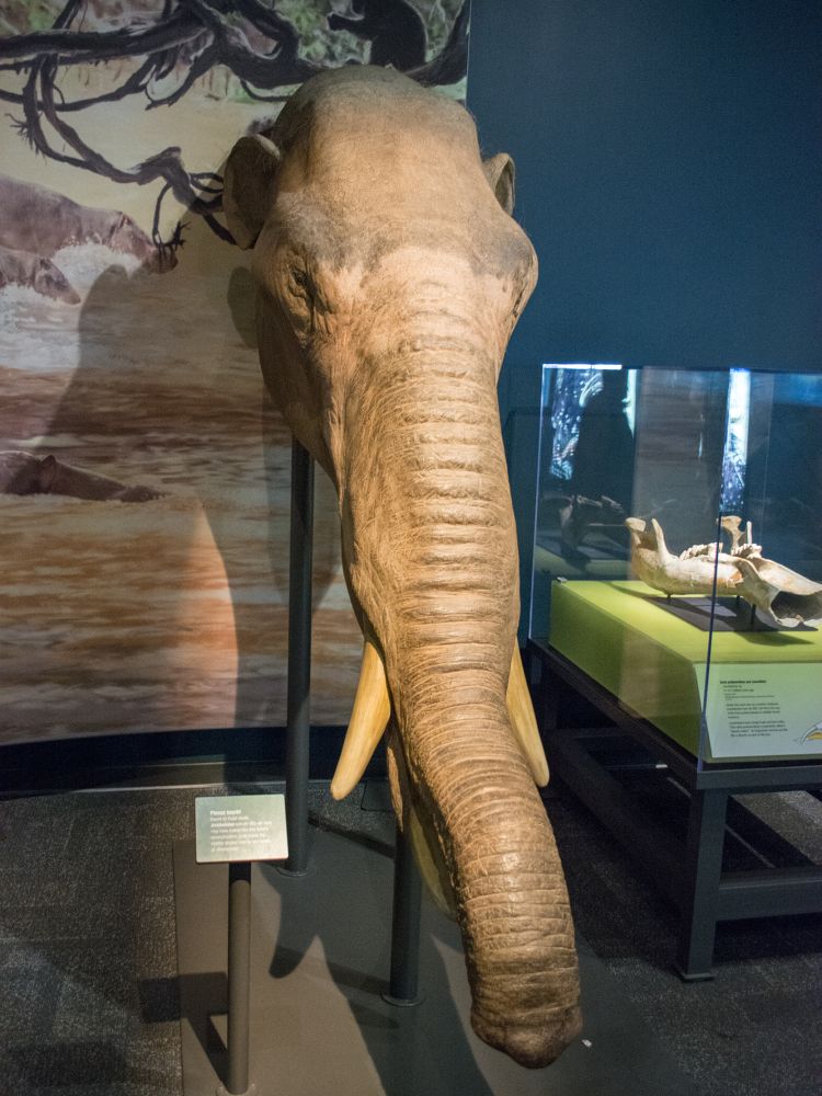 amebelodon-muzeum