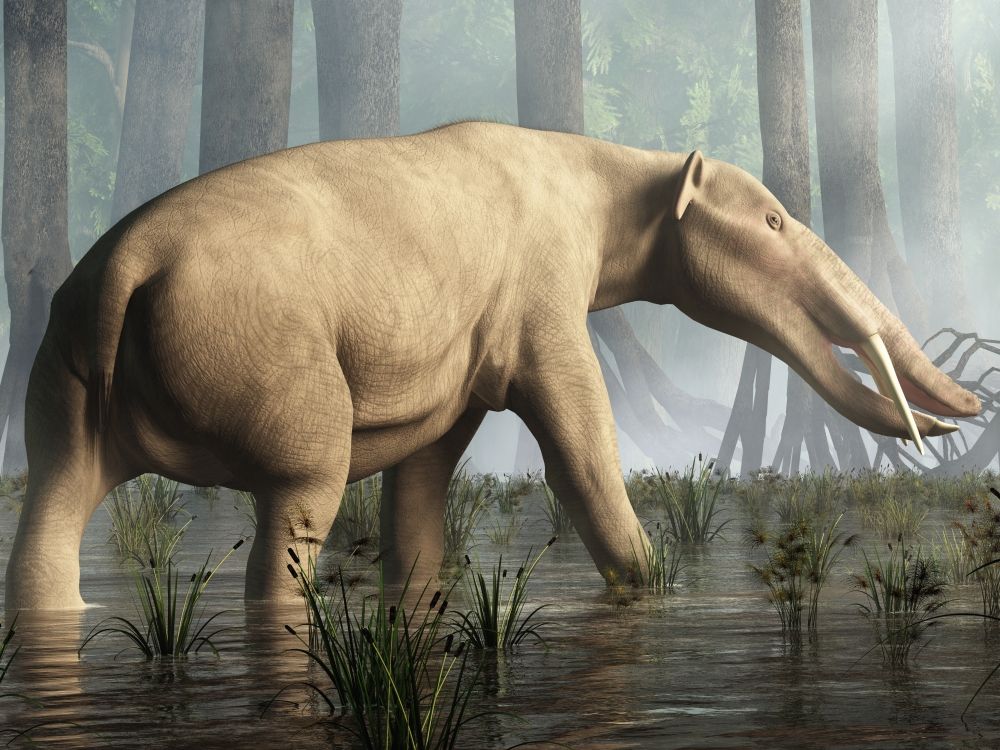 amebelodon-praveky-chobotnatec