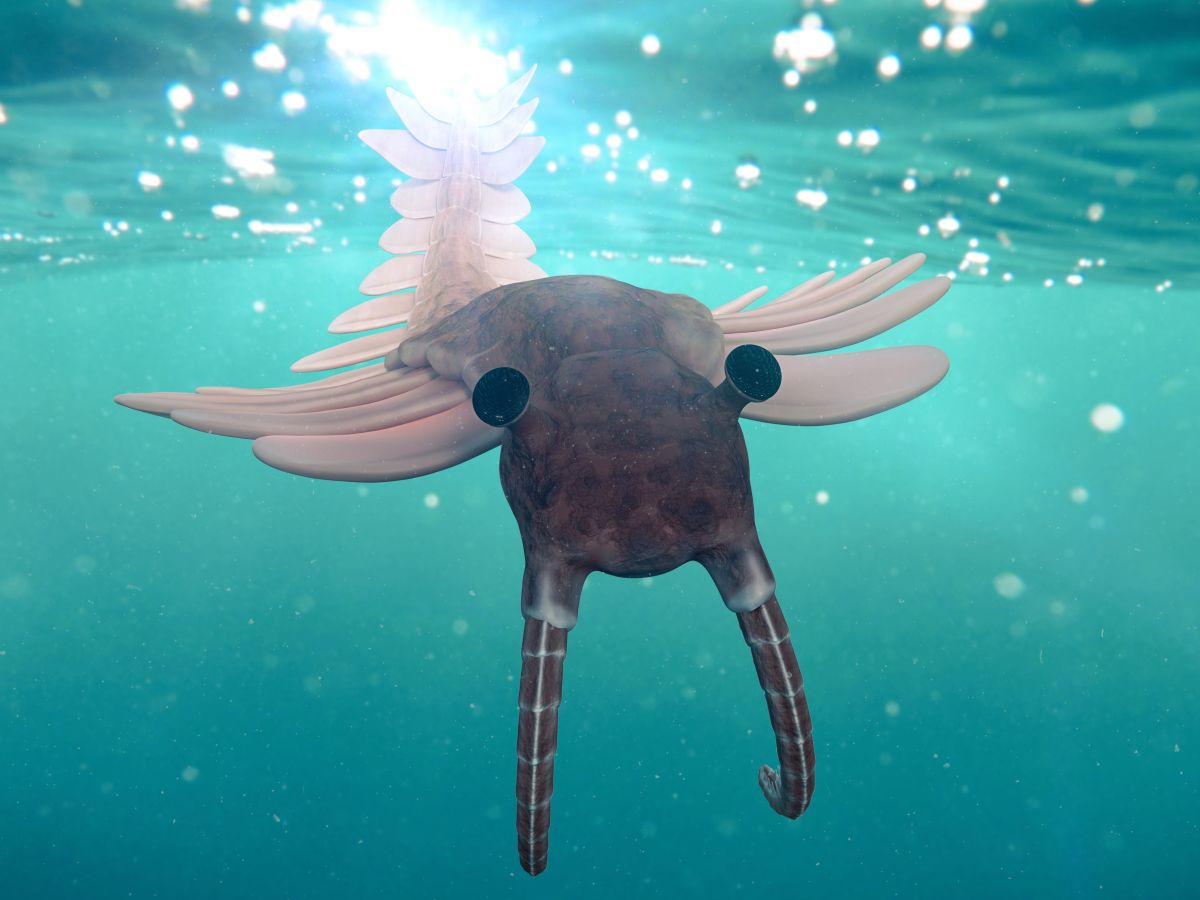 anomalocaris-pohled-zepredu