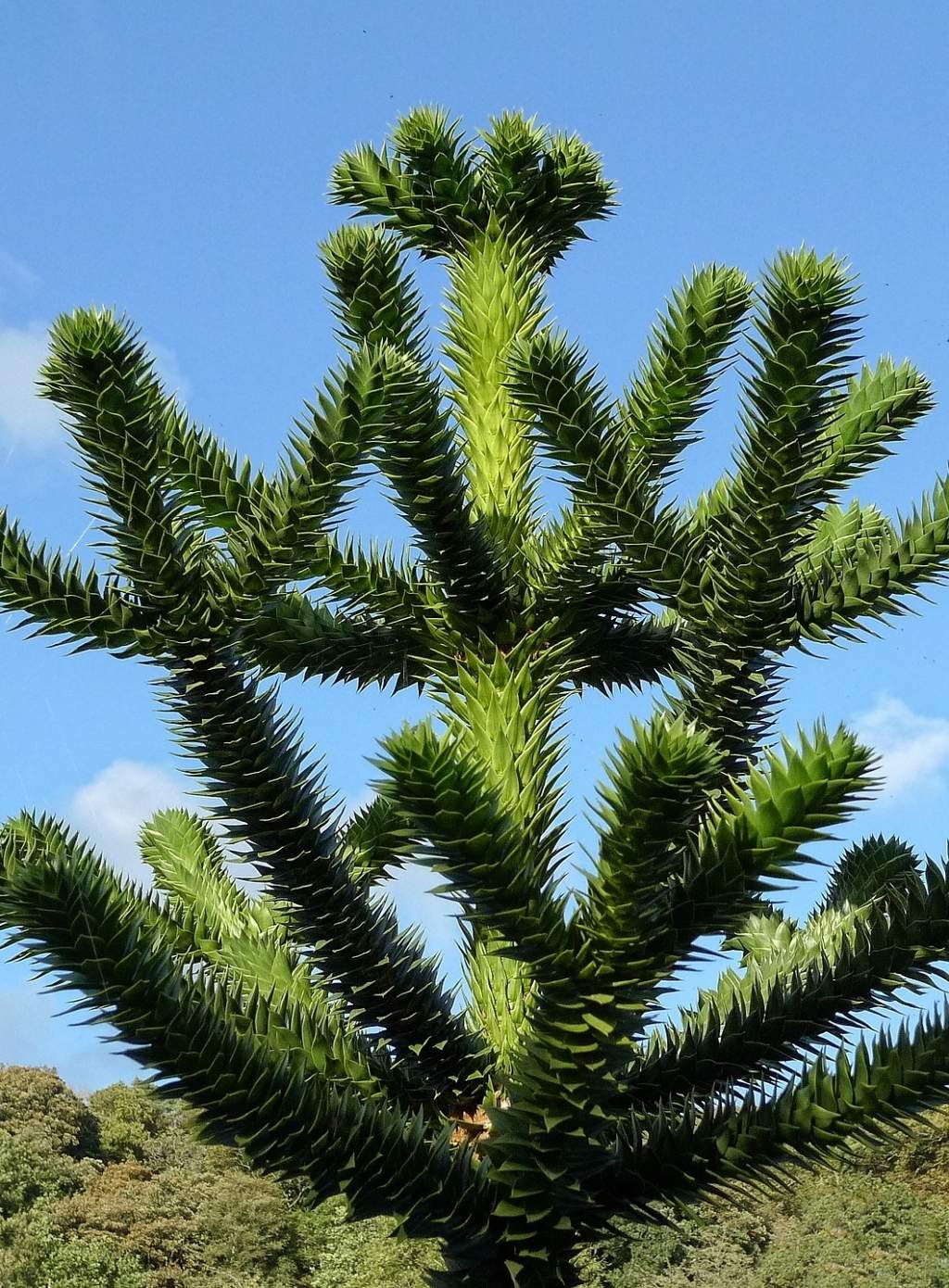 Živouci rostlinná fosilie - Araucaria araucana neboli blahočet chilský.