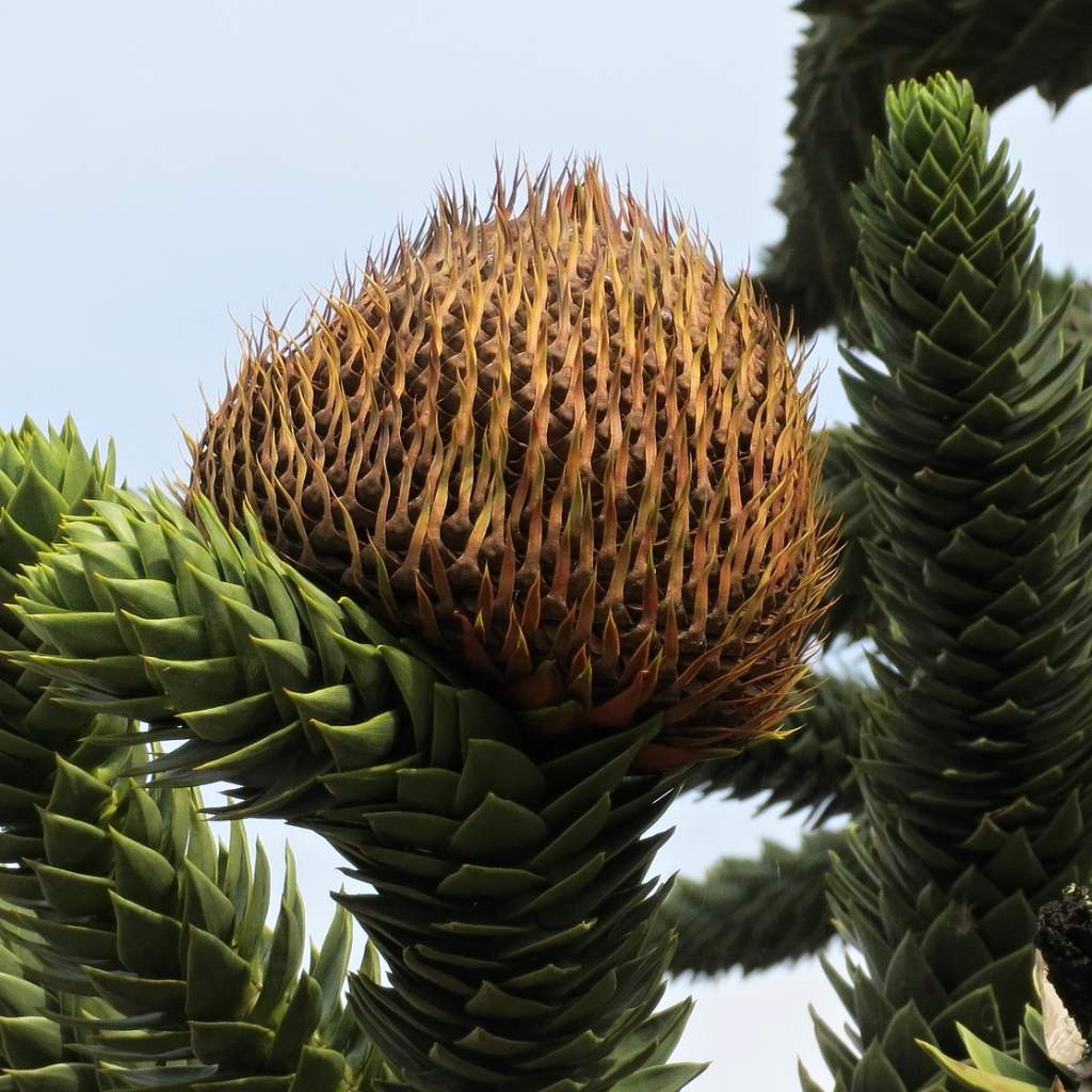 Detail šištice blahočetu chilského (Araucaria araucana).