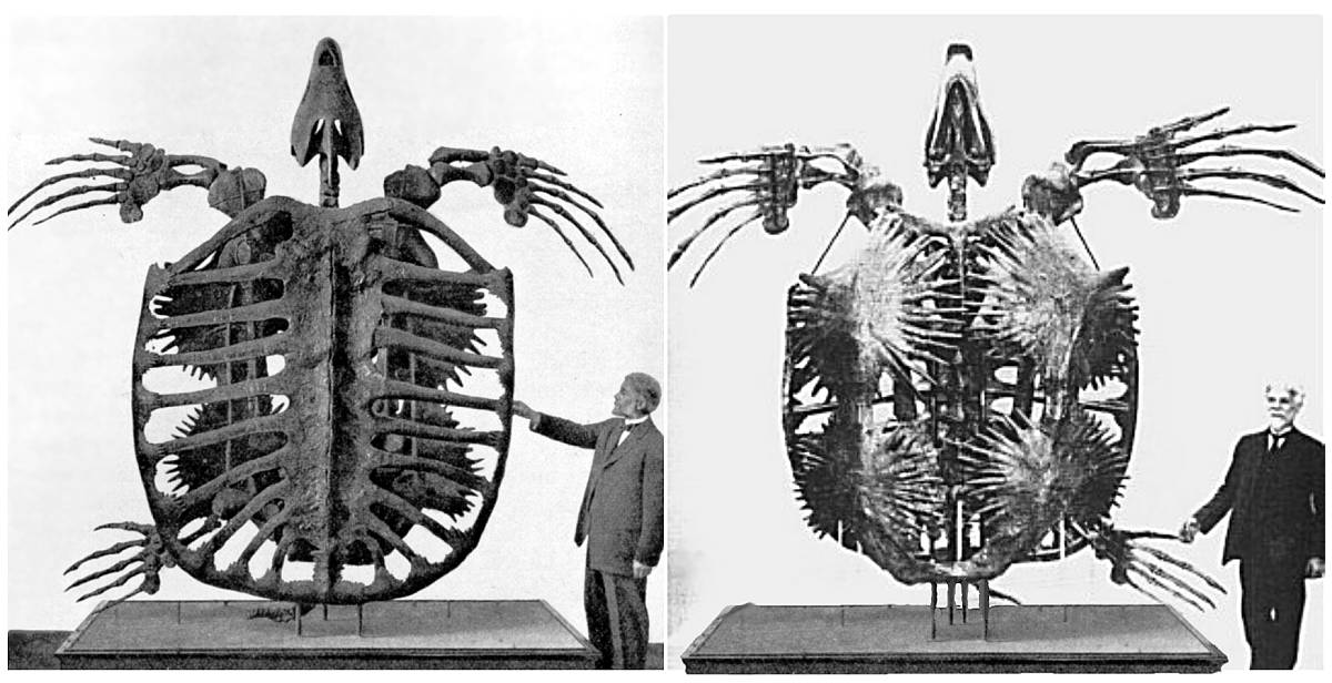 Archelon ischyros holotyp YMP 3000