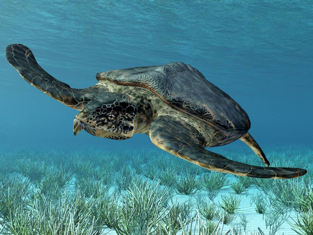 Archelon, největší želva na světě plave pod hladinou moře.
