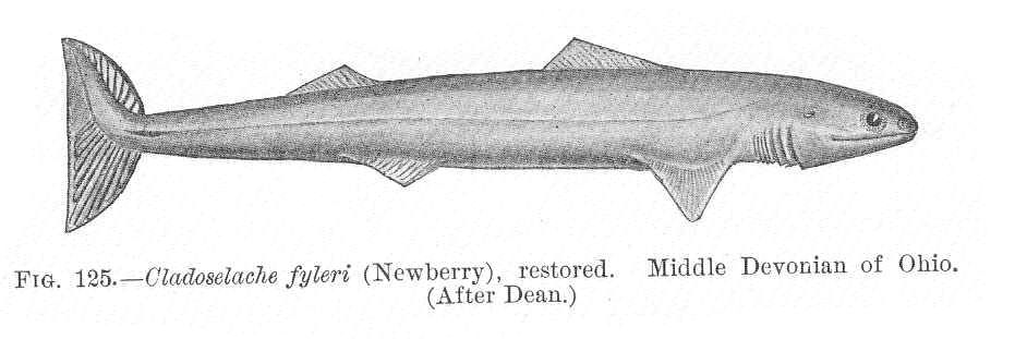Štíhlý devonický žralok Cladoselache fyleri bez šupin.