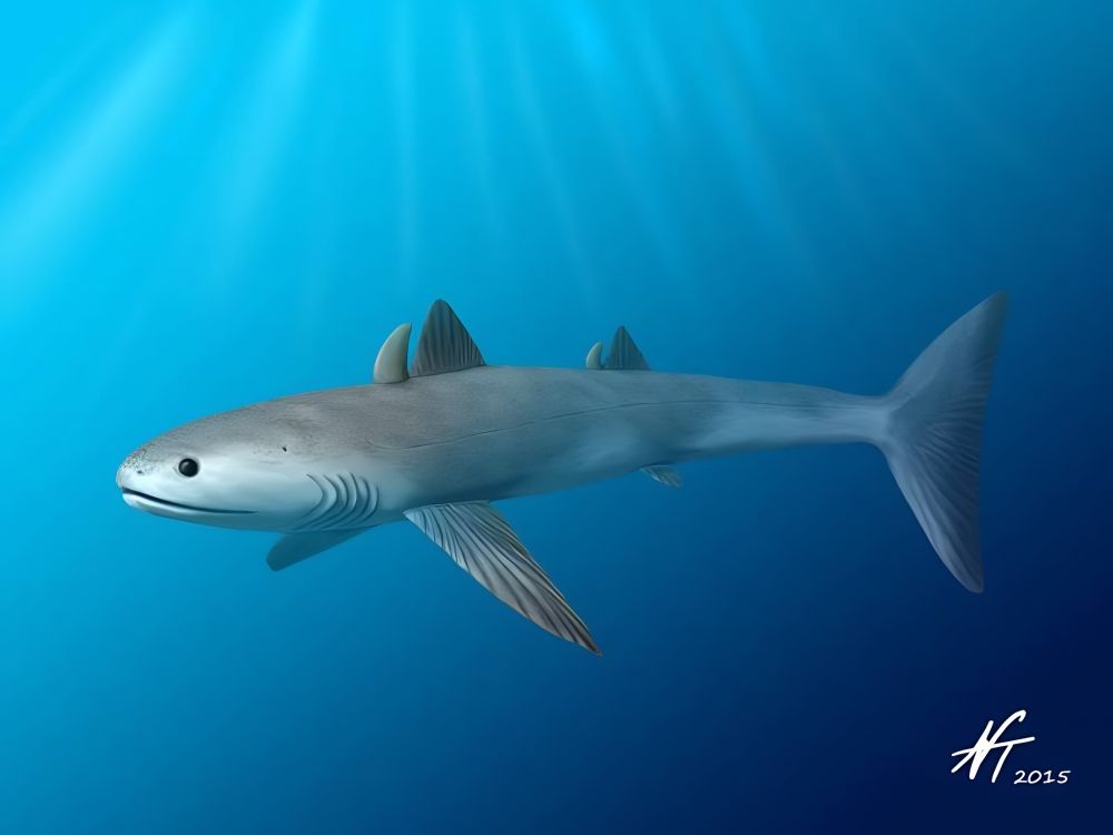 Prvohorní žralok Cladoselache z devonu, štíhlé tělo bez šupin a hřbetní trny.