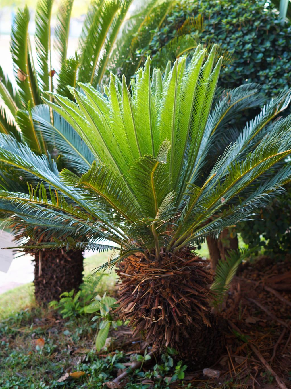 cykas-zivouci-fosilie-flora