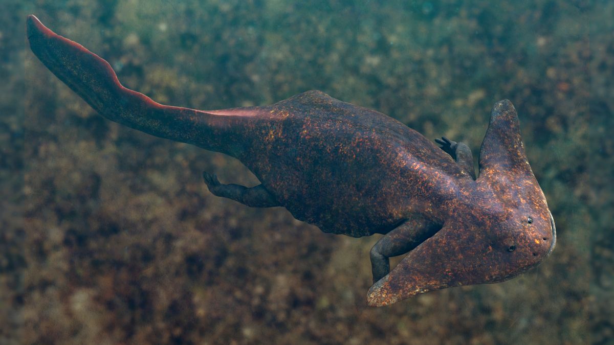 Diplocaulus plave pod hladinou jezera pohled shora.