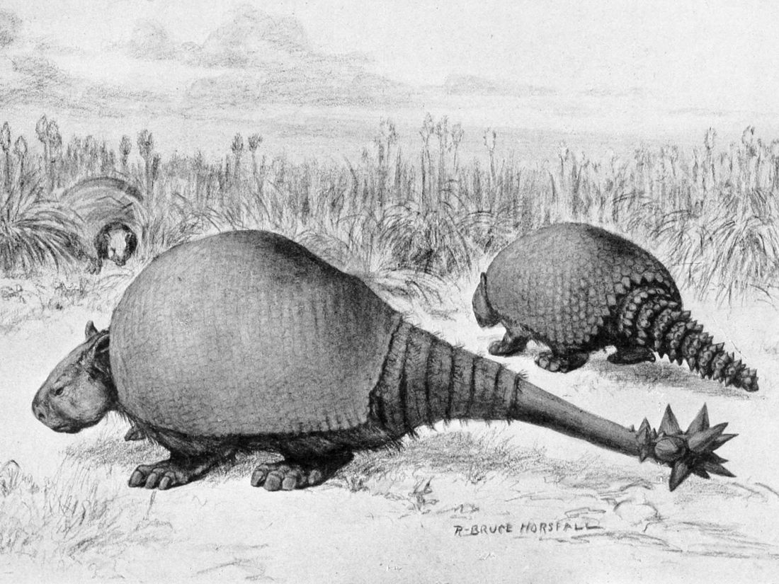 Doedicurus a glyptodon