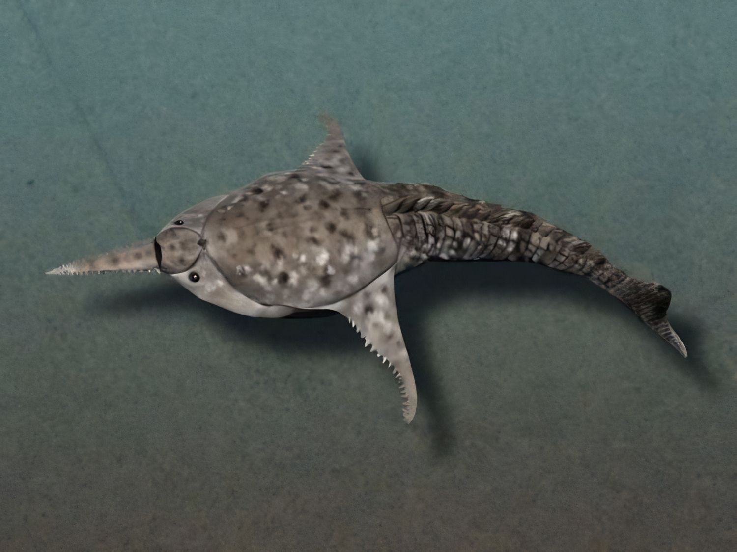 Doryaspis, bezčelistní ryba z raného devonu se žaberními destičkami a pancířem.