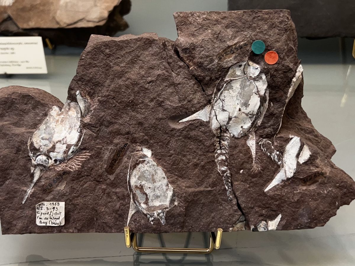 Zkameněliny Doryaspis arctica ze Sigurdfjellet na Špicberkách v Norsku.