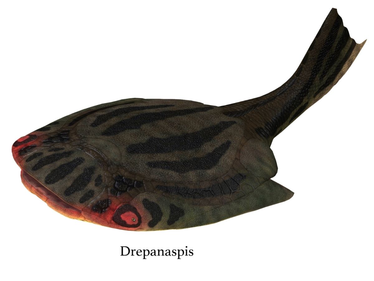 Pravěká ryba Drepanaspis gemuendenensis z devonu.