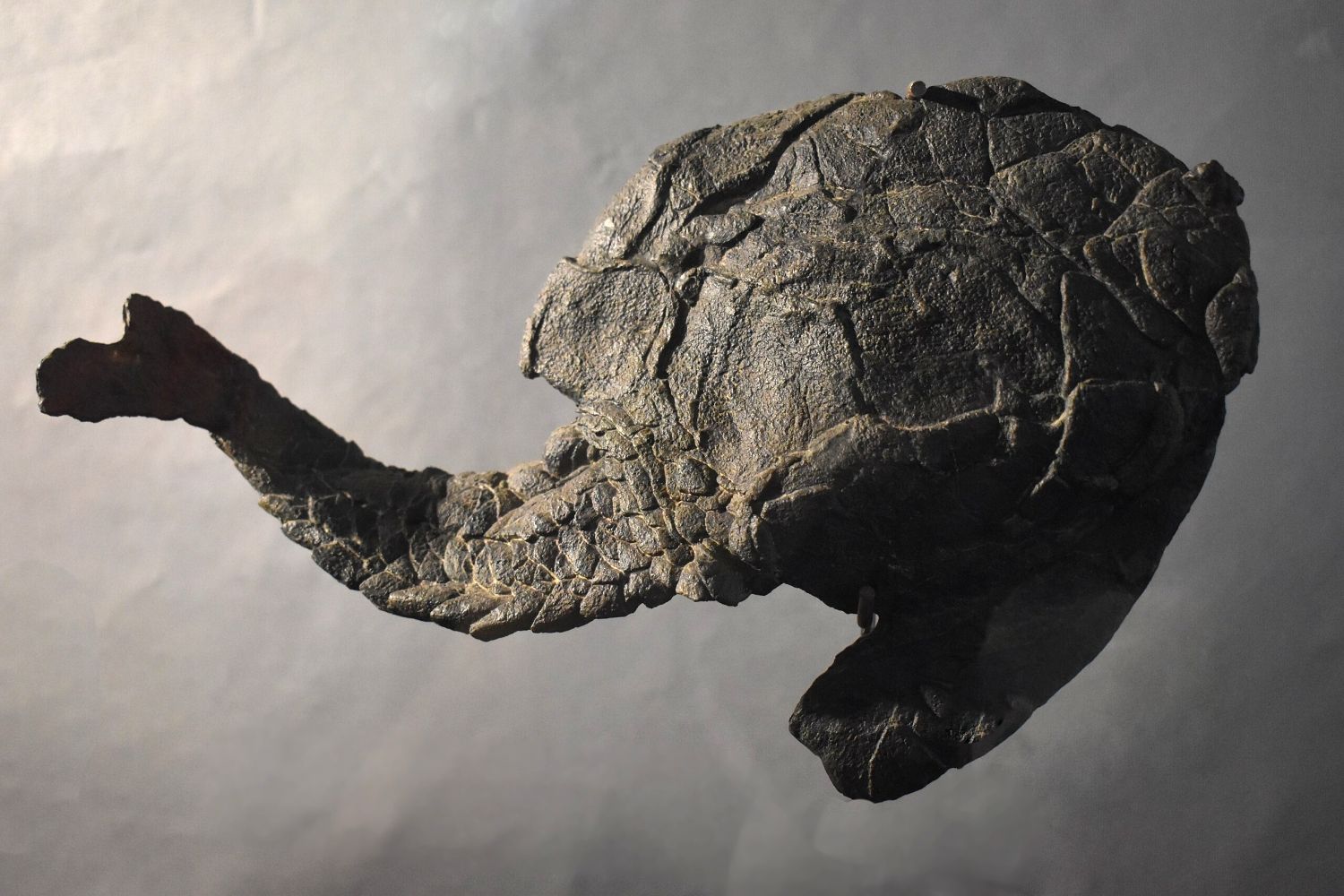 Zkamenělina ryby Drepanaspis z Německa, muzejní exponát devonské fauny.