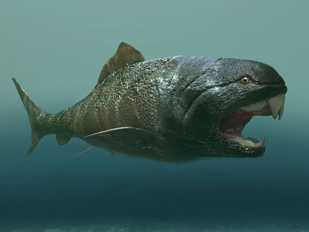 dunkleosteus-pancernata-obri-ryba