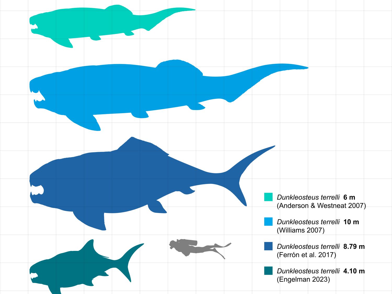 Srovnání velikosti čtyř fosilních druhů ryby Dunkleosteus s potápěčem.