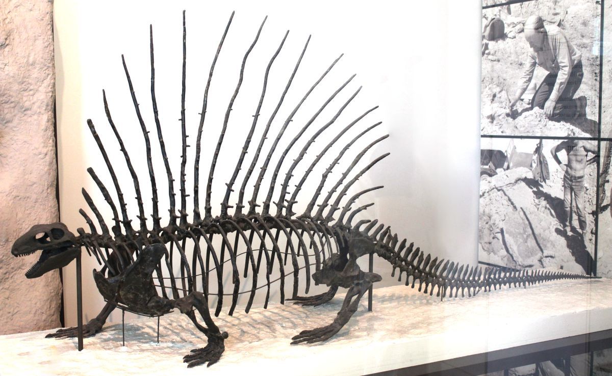 Kostra Edaphosaura boanergesa AMNH 7003 v Americkém muzeu přírodní historie.