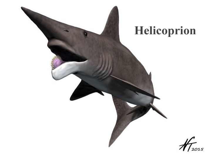Rekonstrukce Helicopriona s charakteristickou spirálou zubů podobnou pilovému kotouči.