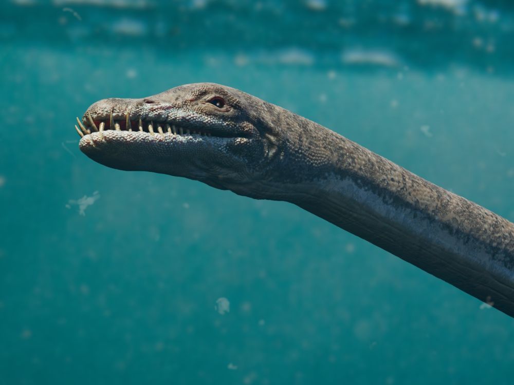 elasmosaurus-detai-hlavy