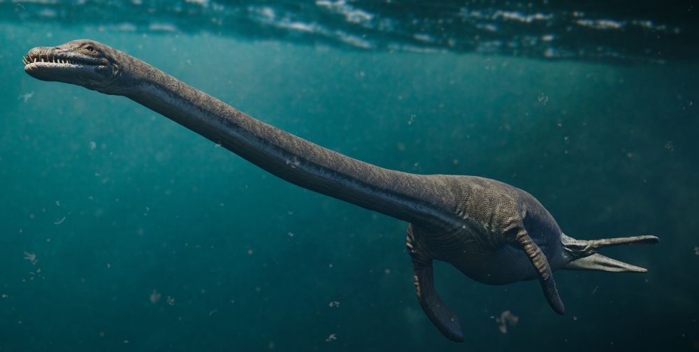 elasmosaurus-dlouhy-krk