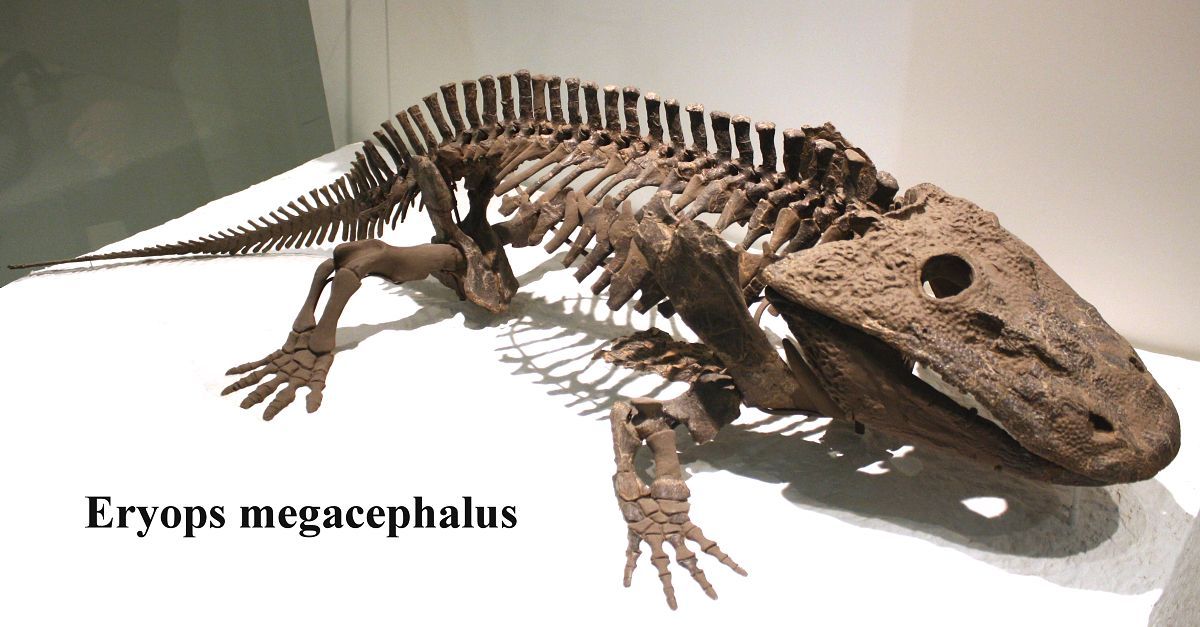 Muzejní exponát – kompletní kostra obřího obojživelníka Eryops megacephalus z prvohor.