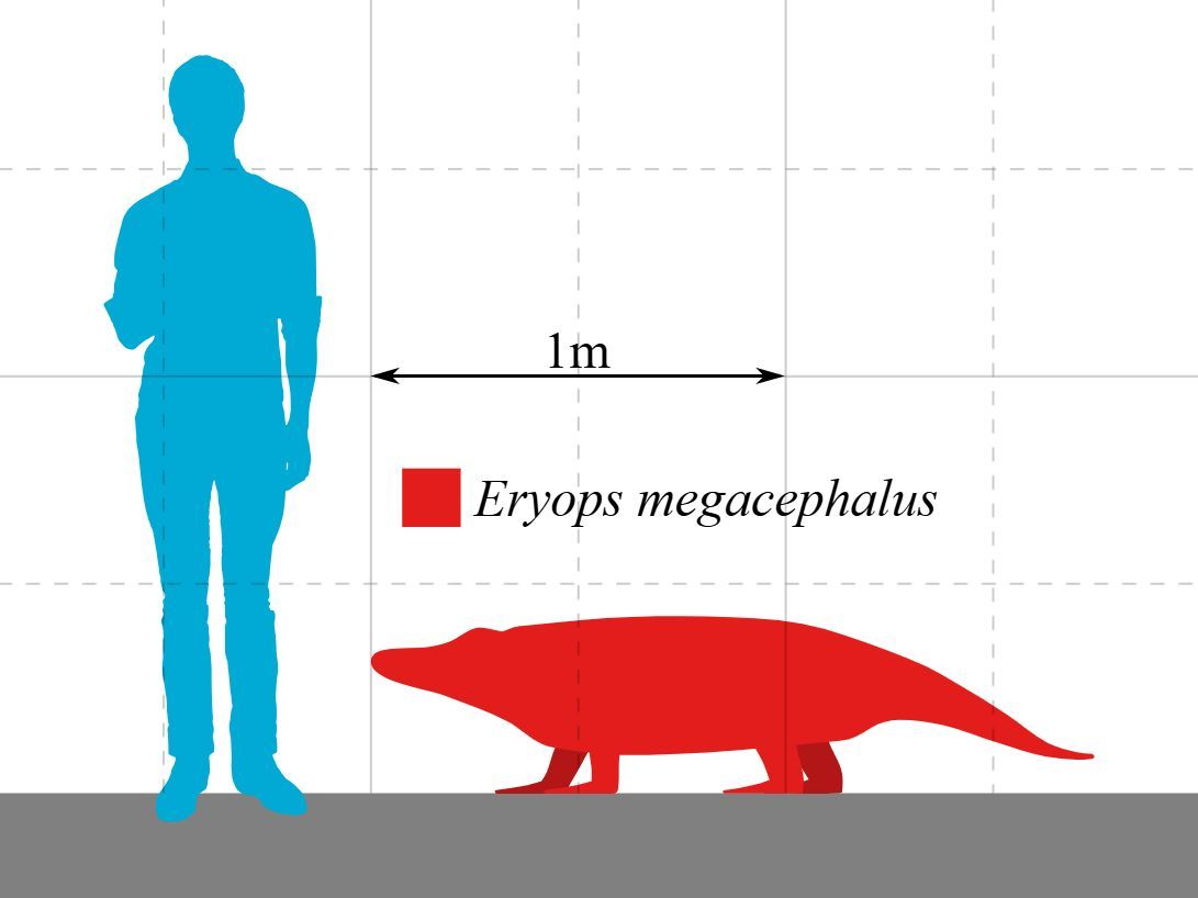 Srovnání velikosti prvohorního obojživelníka Eryops s lidskou postavou.