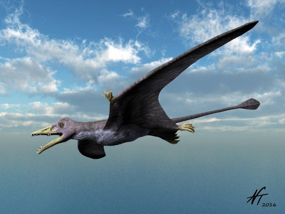 Pravěký pterosaur Eudimorphodon s dlouhým ocasem a křídly v letu nad krajinou.
