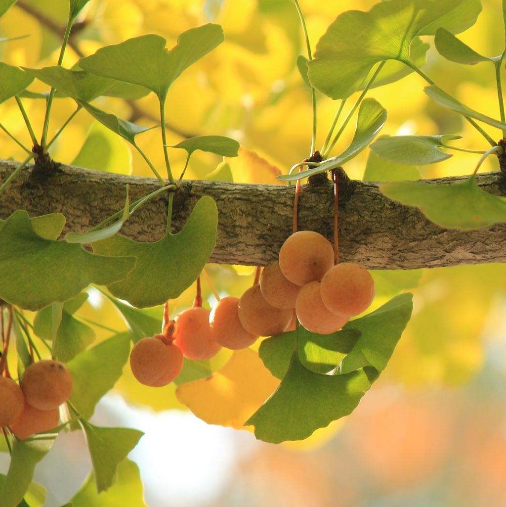 jinan dvoulaločný - gingko biloba