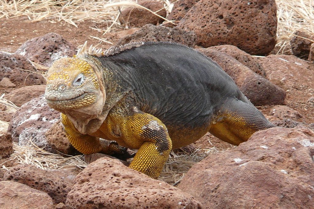 haterie-tuatara-zivouci-fosilie