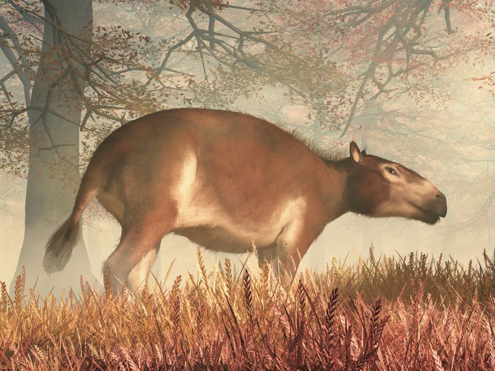 hyracotherium-eohippus-v-lese