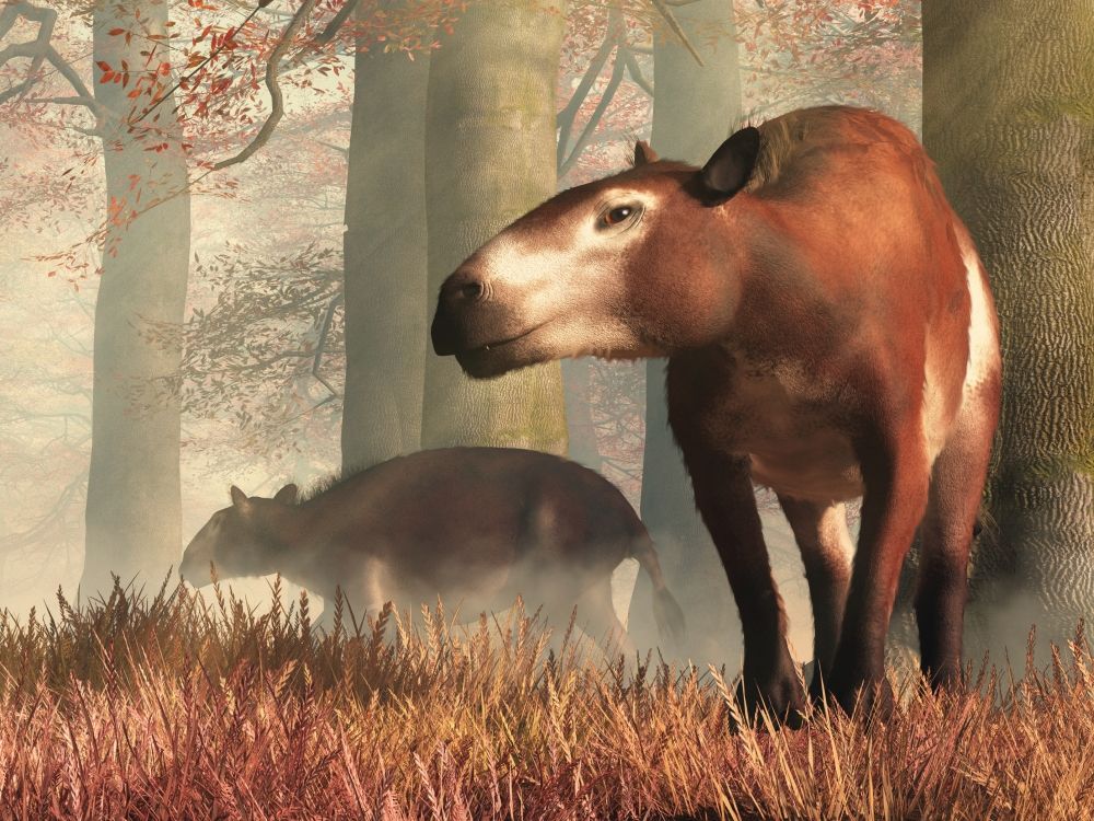 hyracotherium-eohippus