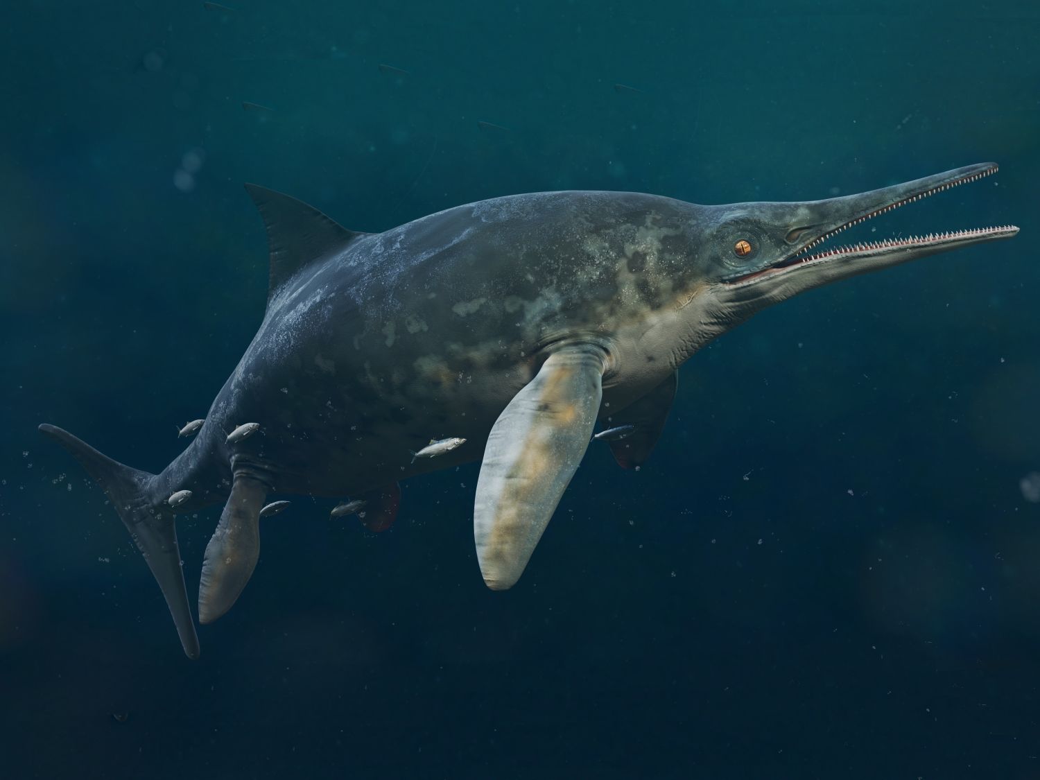 Stenopterygius, druhohorní ichthyosaur ryboještěr, realistická ilustrace v moři.
