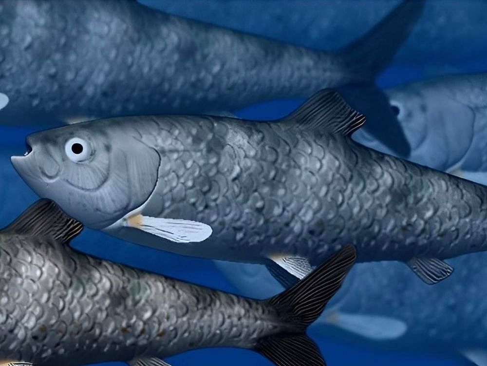 Ilustrace podoby ryby knightia eoceana