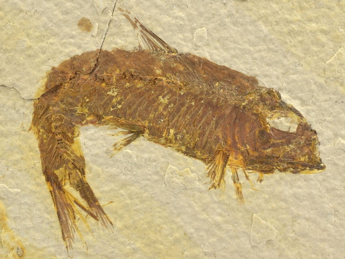 Fosilní ryba knightia eocaena - zlamenělina