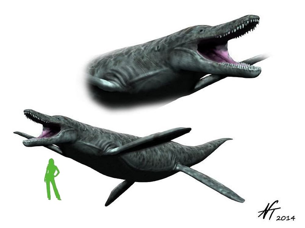 kronosaurus-velikost-rozmery