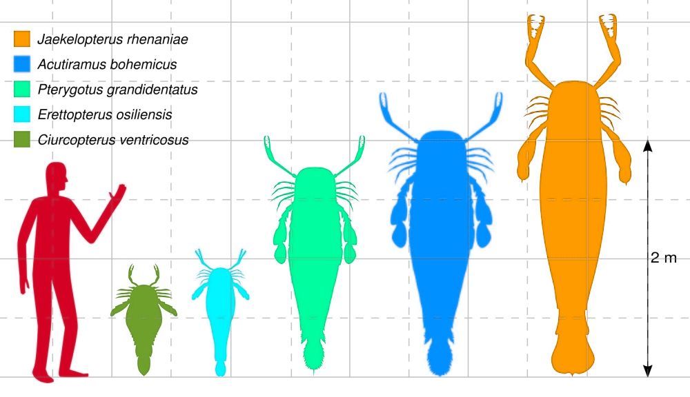 kyjonozci-pterygotidae-velikost
