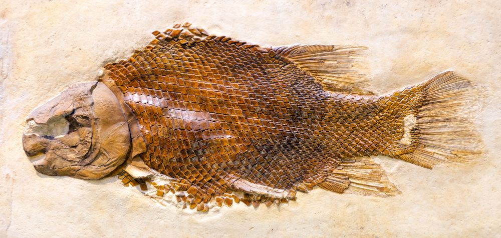 lepidotes-fosilni-ryba-supiny