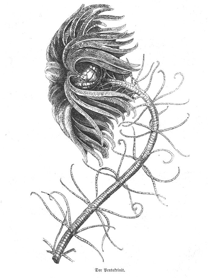 Ilustrace z 19. století zachycující mořskou lilijici Pentacrinites, typického zástupce jury.