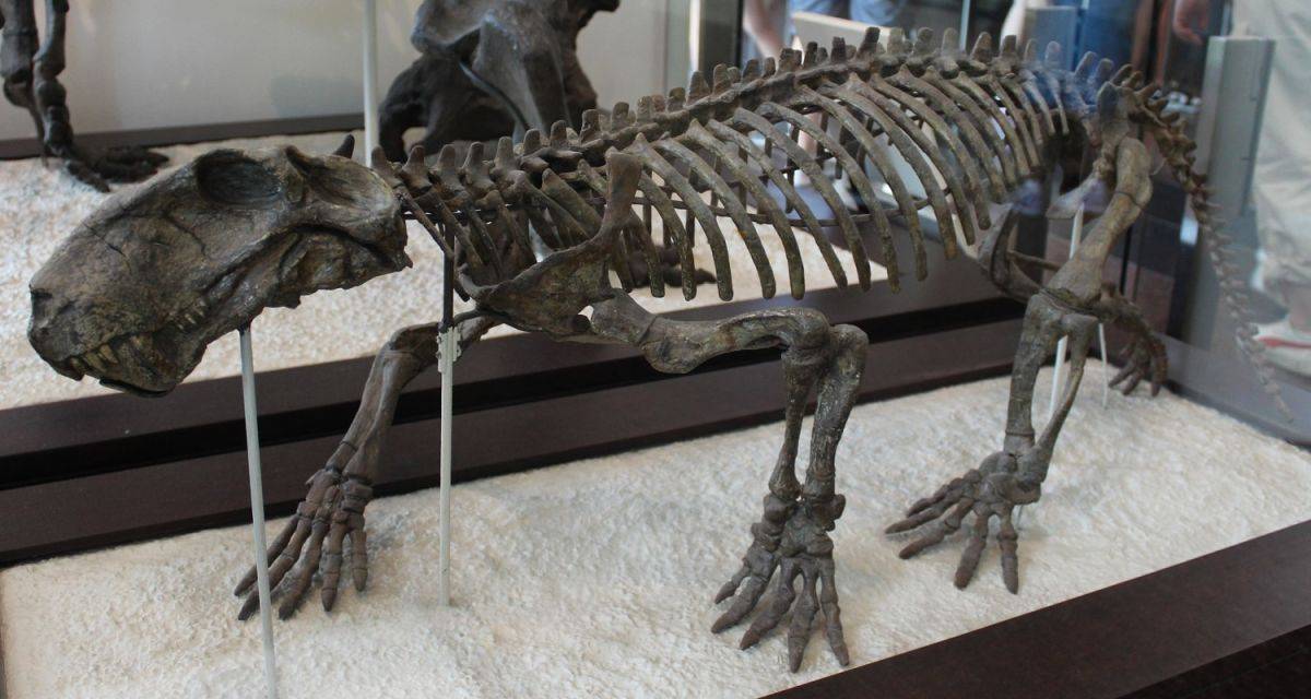lycaenops-ornatus-kostra-muzeum