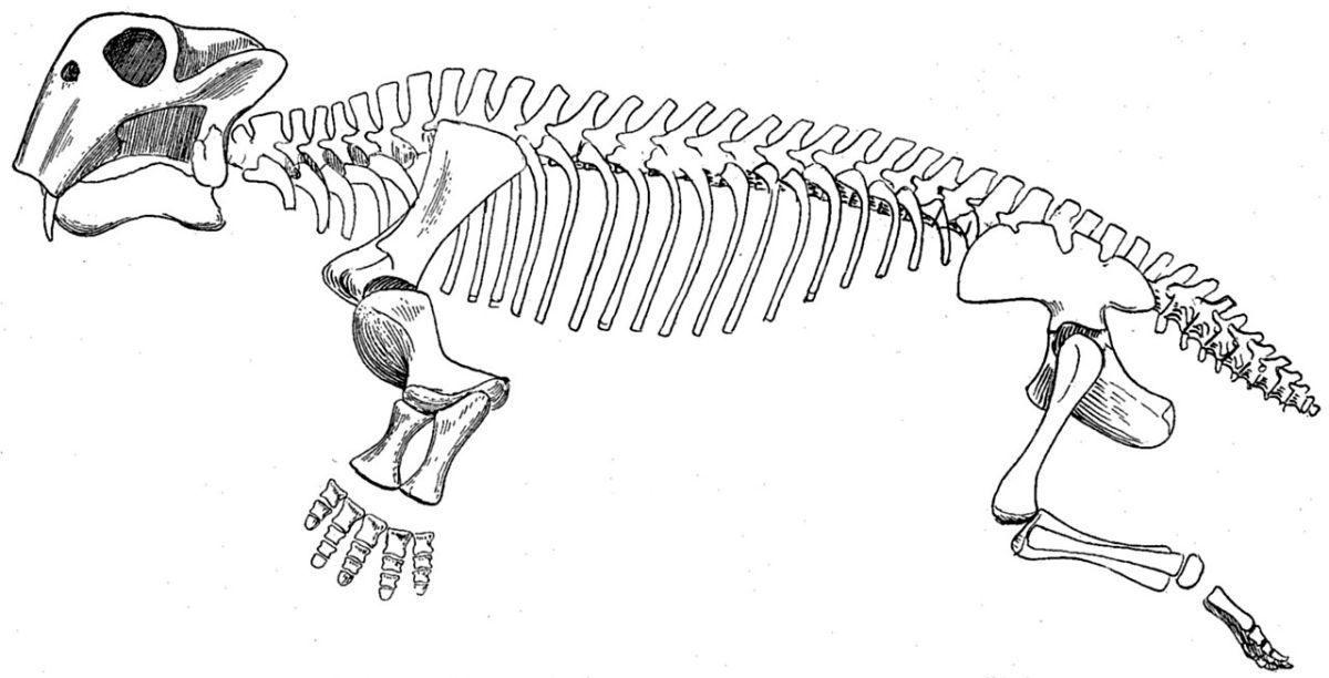 Anatomické černobílé schéma kostry Lystrosaura zobrazující stavbu těla z bočního pohledu