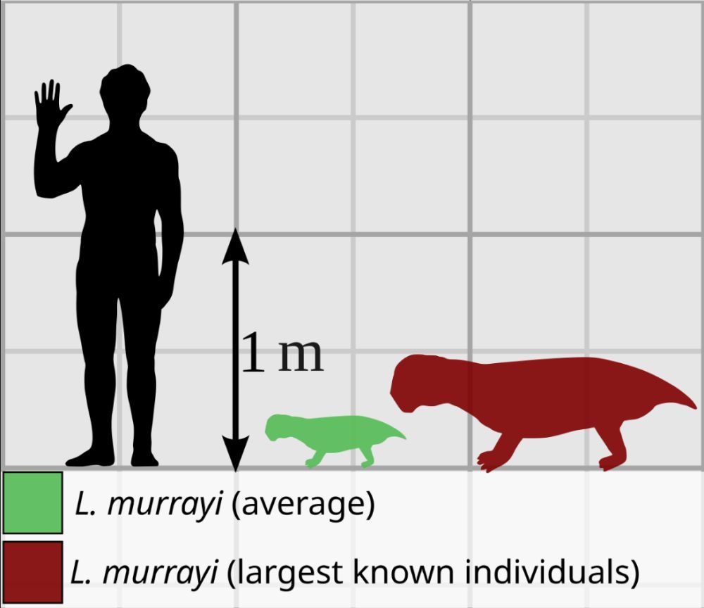 Rekonstrukce velikosti dicynodonta Lystrosaurus murrayi vedle člověka pro měřítko.
